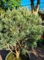 Preview: Pinus sylvestris watereri 140cm Nr.6